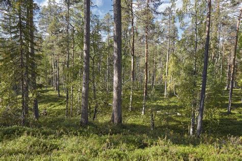 Finland Forest Detail At Pieni Karhunkierros Trail Autumn Season Stock