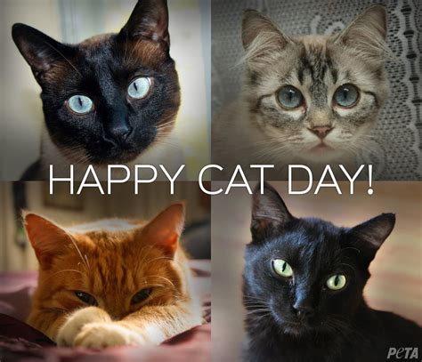 علي الطوقي ‏ @ali_al2qi 17 нояб. Happy Cat Day 2017 Wishes