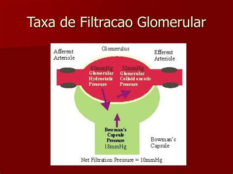 O Que é Taxa De Filtração Glomerular