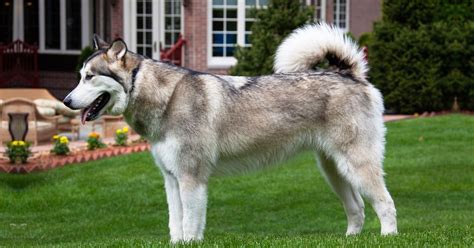 Alaskan Malamute Facts And Dog Breed Information Puplore