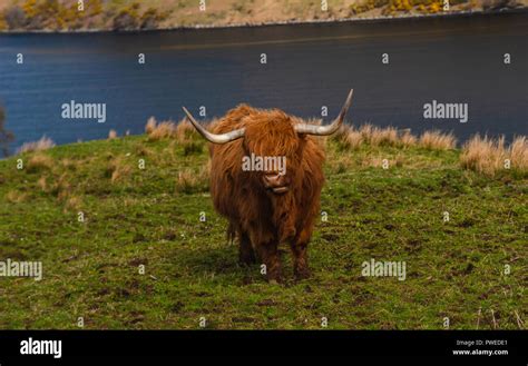 Red Brown Highland Cow Staying In A Meadow Isle Of Skye Scotland Uk