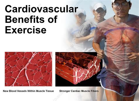 Cardiovascular Benefits Of Exercise Stock Image C0437282 Science