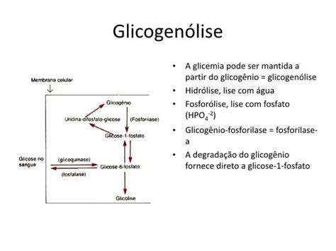 Aula 15 Bases Moleculares Da Manutenção Da Glicemia Glicogênese