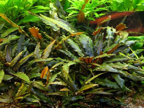 The cryptocoryne wendtii plant typically stays fairly small, and it is ideal as a midground or foreground plant. Cryptocoryne wendtii (Brown) - Images of Cryptocoryne ...