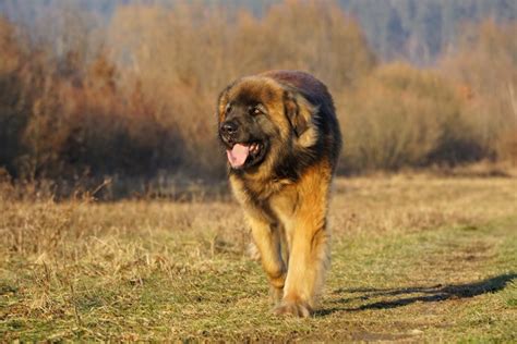 Owalo Design Grosse Hunderassen Leonberger