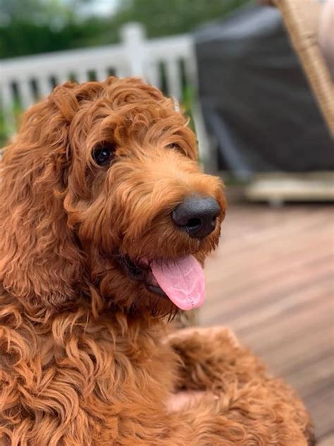 Get instant recommendations & trusted reviews! Irish Doodles - Learn about Mini and Standard Irish Doodle Puppies in North Carolina | Irish ...