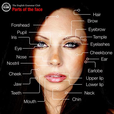 Parts Of The Face Grammar Tips