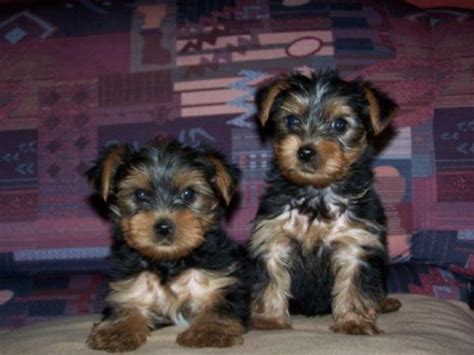 Yorkshire Terrier Puppy For Sale Dog Kennel
