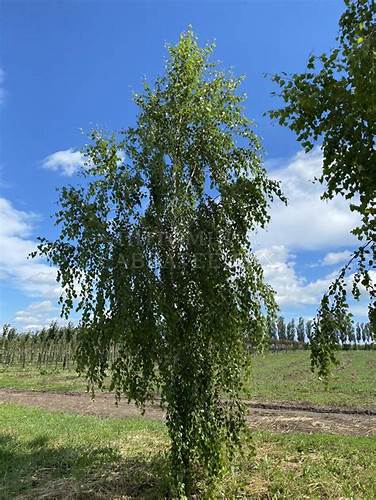 Диета асит береза Береза повислая "Тристис"  Береза повислая "Тристис"  Диета асит береза