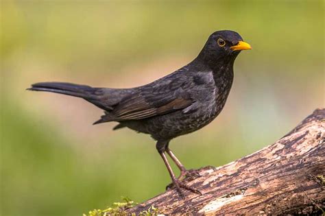 British Garden Birds Identification Guides Bird Spot