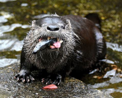 River Otters Signal A Healthy Environment The Washington Post