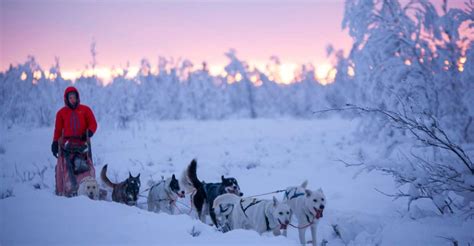 Kiruna Guided Afternoon Drive Your Own Dog Sled Tour Getyourguide
