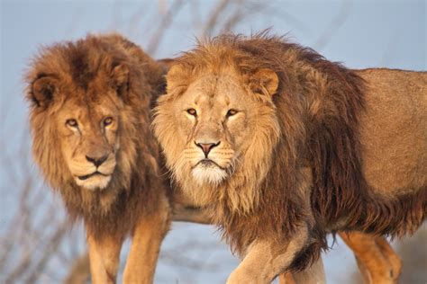 Two Lions Nature Animals Wildlife Lion Hd Wallpaper Wallpaper Flare