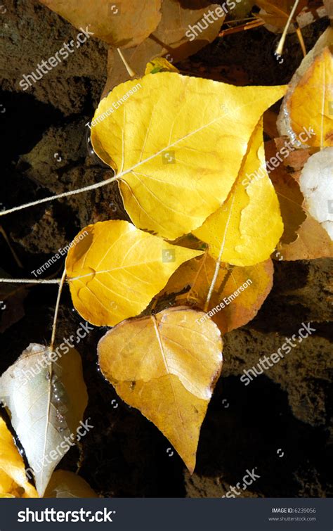 Detail Of Yellow Fremont Cottonwood Leaves In Autumn Stream Stock Photo
