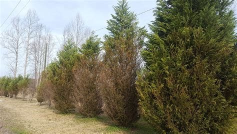 My Leyland Cypress Is Dying From The Bottom Up — Is It Going To Die