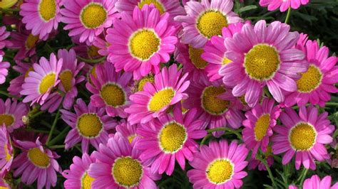 Plants Beautiful Flowers Pink Marguerite Daisy Hd Wallpapers For