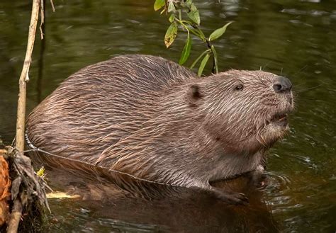 International Beaver Day April 7 2024 National Today