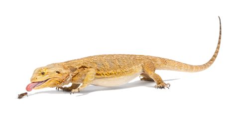 Over 216 bearded dragon pictures to choose from, with no signup needed. Download Bearded Dragon clipart for free - Designlooter ...