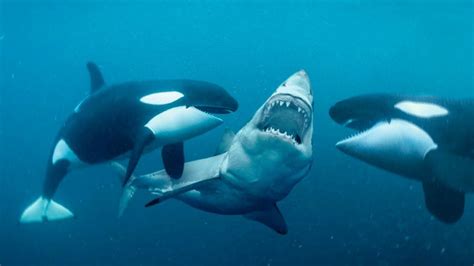 About Orcas And Why They Are Known As Killer Whales For Scuba Divers