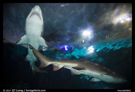 Picturephoto Shark Tunnel Seaworld Seaworld San Diego California Usa