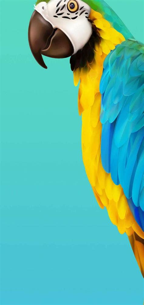 Download Samsung Galaxy S20 Macaw Bird Wallpaper