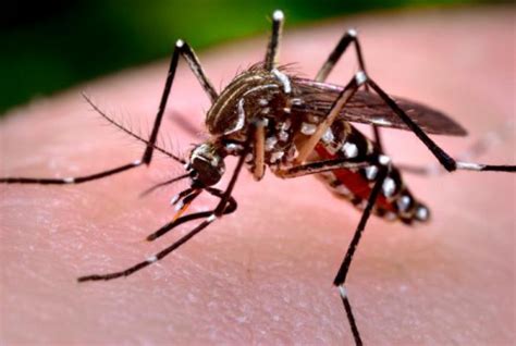 Chikungunya Una Epidemia Sin Fronteras Ciencia Uanl