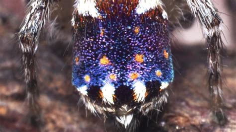 Peacock Spiders 7 New Types Of Spider Discovered In Australia