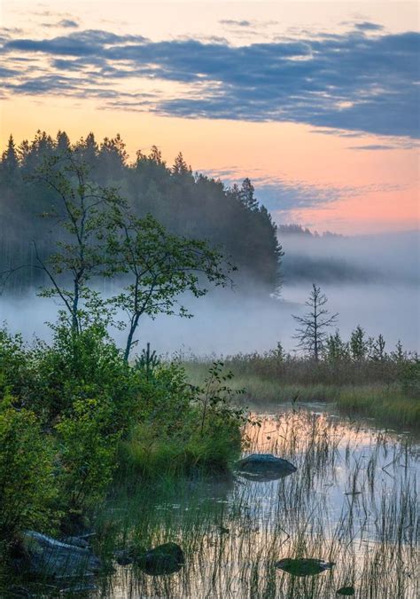 The Sun Is Setting On A Foggy Lake With Trees In The Foreground And Low