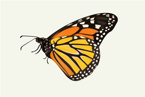 Side View Of Orange And Yellow Butterfly Hand Drawing 1314216 Vector