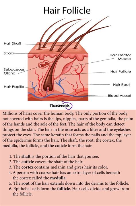 Integumentary System Facts Jpeg Integumentary System Facts Are My Xxx