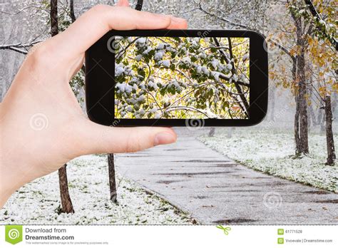 Picture Of First Snow On Trees In Urban Park Stock Photo Image Of