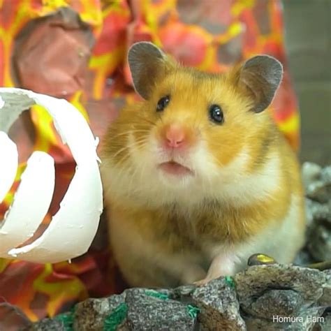 Adorable Cute Syrian Teddy Bear Hamster Video In 2021 Cute Hamsters