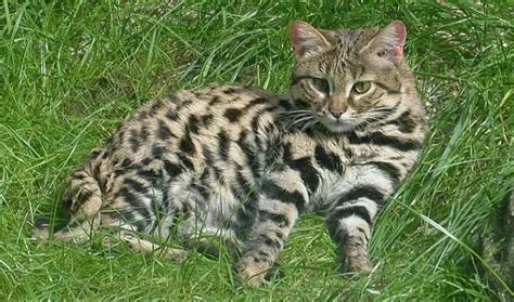 Black Footed Cat The Animal Facts Appearance Diet Habitat Behavior