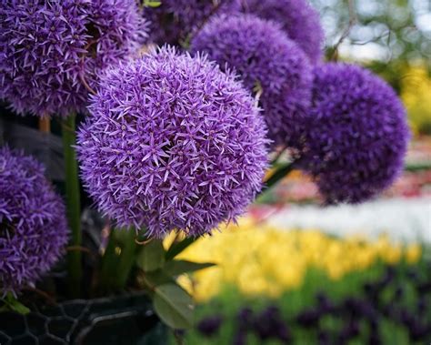 Allium Gladiator Bulbs — Buy Online At Farmer Gracy Uk