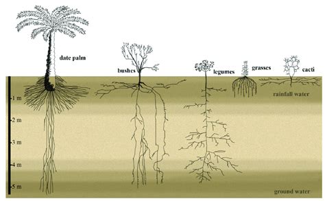 The Root System Architecture Of Desert Plants Exploits The Top Soil