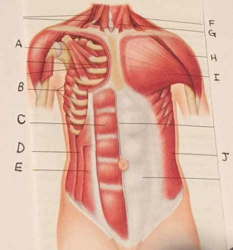 Muscles Of Anterior Chest Abdominal Wall Flashcards Quizlet