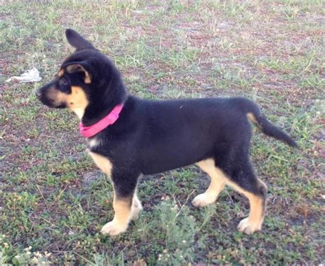 While the rottweiler husky mix is recognized by the designer breed registry and the international designer canine registry, there's not a lot known about when it was first created. Amy - German Shepherd & Husky mix | [ Puppies ...
