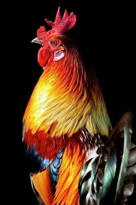 Beautiful Colours Fancy Chickens Beautiful Chickens Chickens And