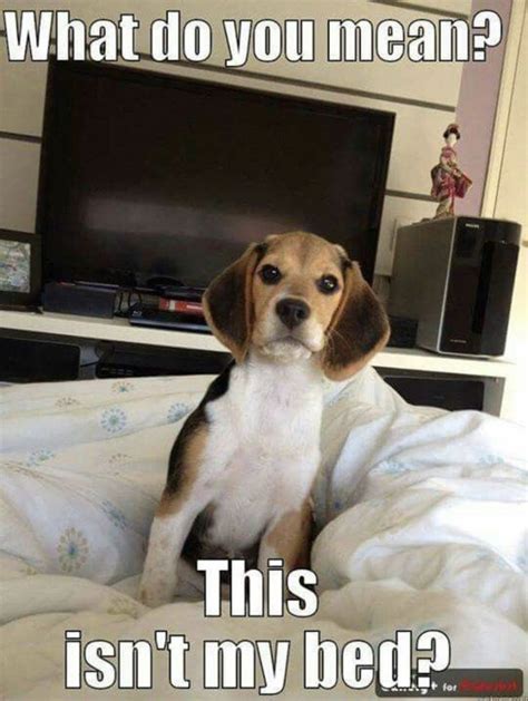 Beagle Meme Funny Beagle Serious Memes Quickmeme Caption Own Add Funny