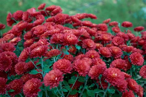 Chrysanthemum Indicum L Rubin Tufanica Decorative Composition Of Red