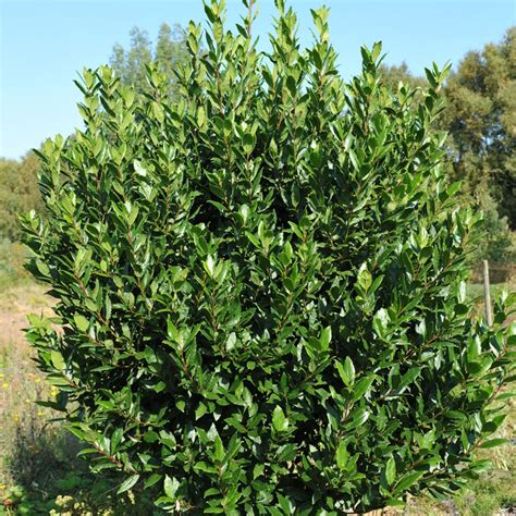 Bay Plant Laurus Noblis