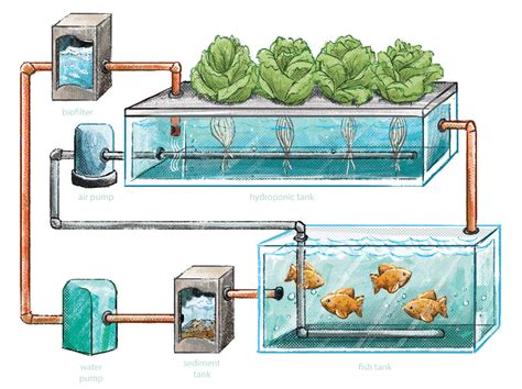 Aquaponics A Solution To Food Insecurity Earthorg Past Present