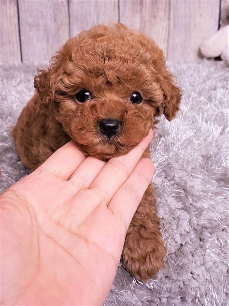 Dollface The Teacup Poodle 3000 Top Dog Puppies