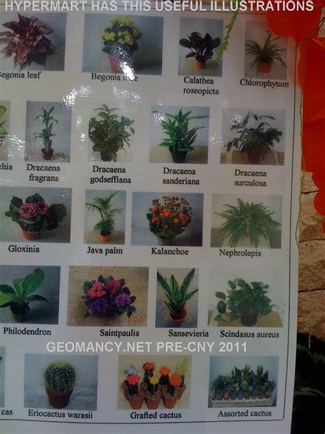 Useful Chart With Photos And Names Of Common Plants Chinese Culture