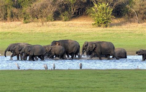 Kaudulla National Park Safari Explore Kaudulla Cinnamon Nature Trails