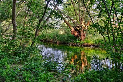 Landscape Trees Riparian Zone Waters Beauty In Nature Water Land