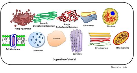 B For Biology Cell Organelles Dicoverers