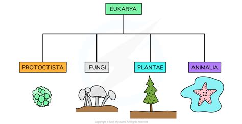 Common Features Eukaryotic Organisms 12 Edexcel Igcse Biology