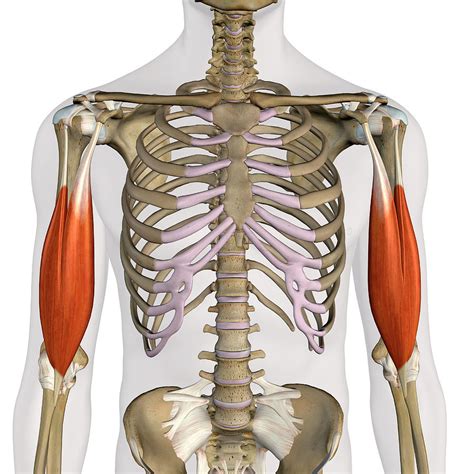 Biceps Brachii Muscles Isolated Photograph By Hank Grebe Pixels