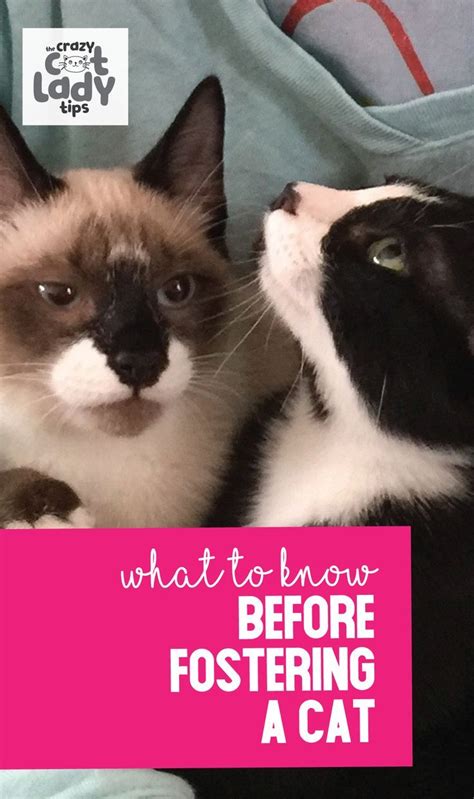 Best Things To Know Before Fostering Cats The Crazy Cat Lady Tips In